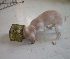 test des chiots